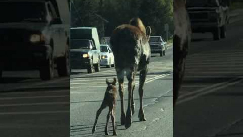 Лосиха и её детёныш на оживлённой трассе 