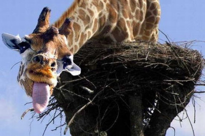 Провела белка ночь с жирафом