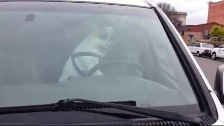 Догадливый бульдог 