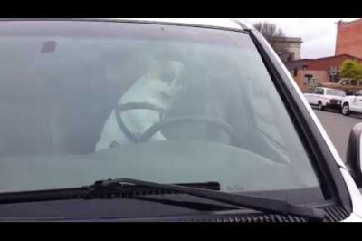 Догадливый бульдог 