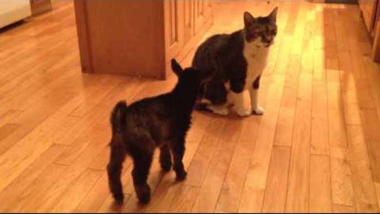 Кошка и козлёнок 