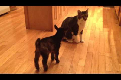 Кошка и козлёнок 