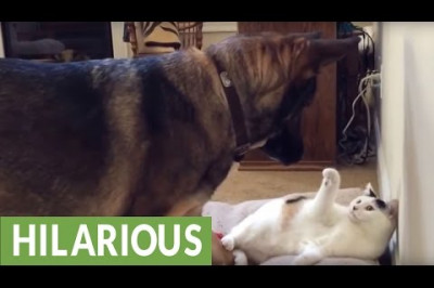 Наглая кошка улеглась на кровать овчарки 