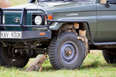 Забавные и милые  животные 