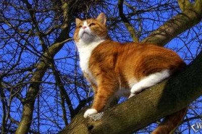 А коту хоть бы хны