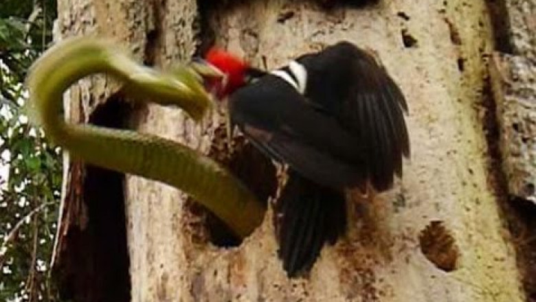 Храбрый дятел против змеи 