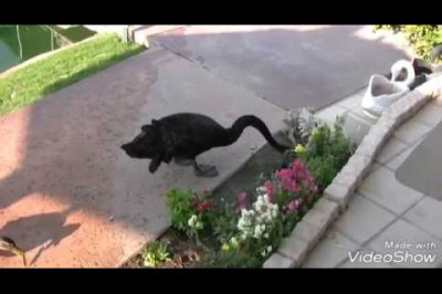 Лебедь-садовод 