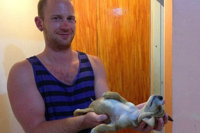 Собаки , спящие в неожиданных местах .