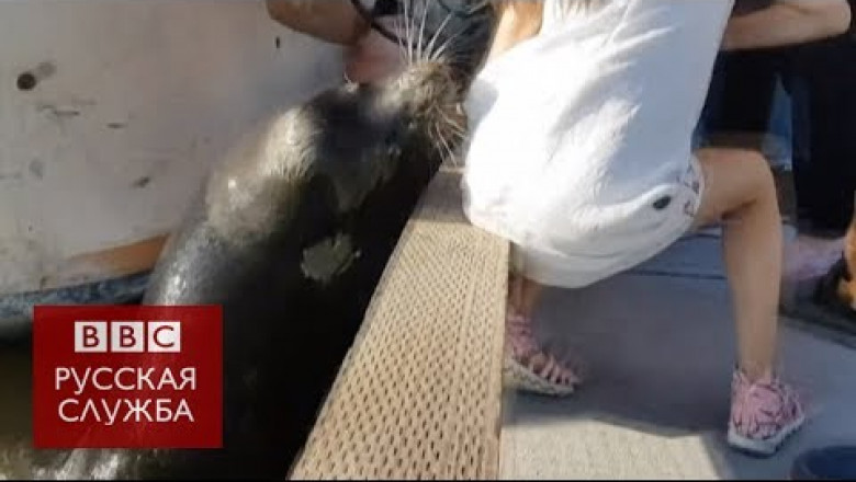 Нападение морского котика 