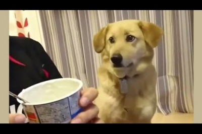 Застенчивая собака 