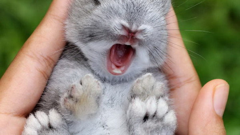 Пушистые очаровашки 