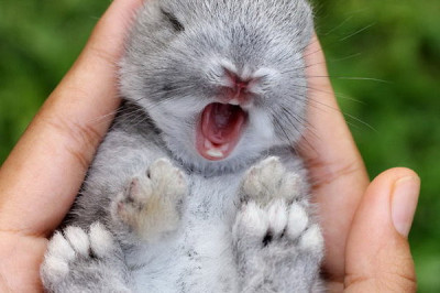 Пушистые очаровашки 