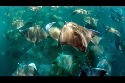 Миграция скатов 