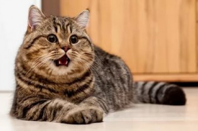 Ну и коты пошли в нынешнее время!