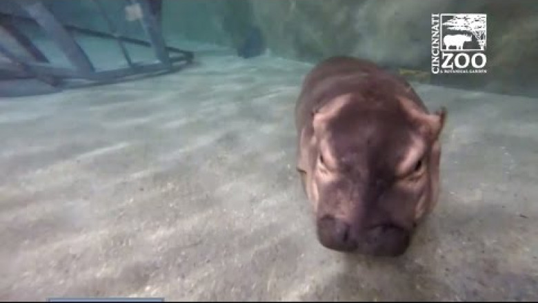 Бегемотик учится плавать 