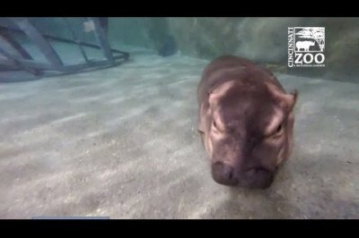 Бегемотик учится плавать 