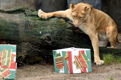 Примите подарочек !