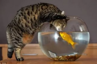 Трагикомедия на даче