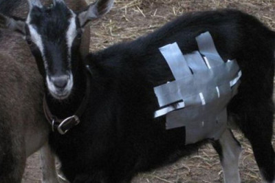 Скотчем можно все починить