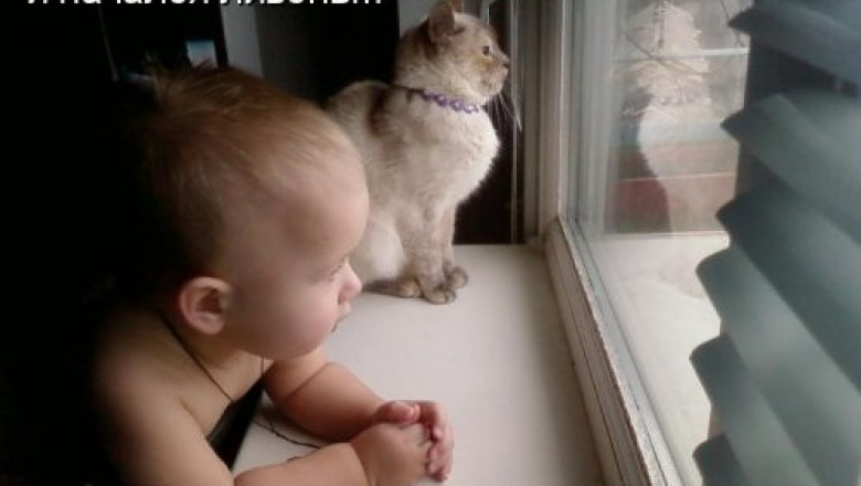 Свеженькая котоматрица 