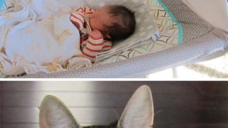 В доме появился новенький