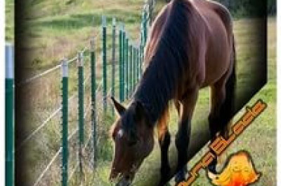 Зачем воровать глупого коня?