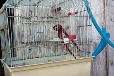 Иллюзия обмана