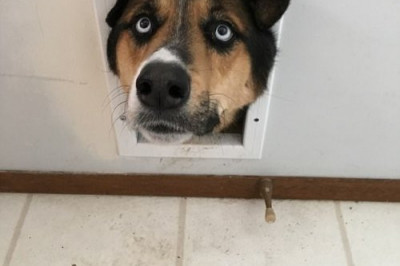 Смешные фотографии с конкурса Comedy Pet Photography Awards. 