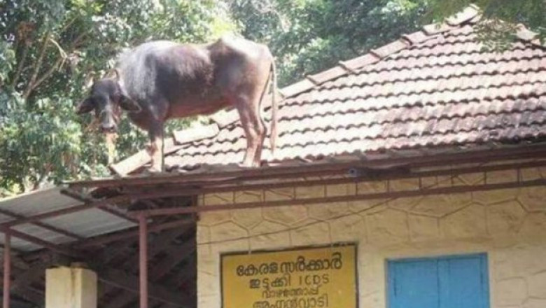 Корова на крыше дома