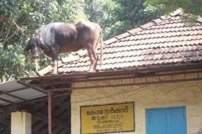 Корова на крыше дома