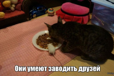 Вещи, которые до боли знакомы всем кошатникам