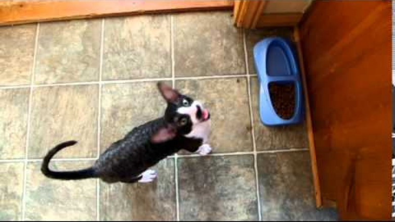 Зубодробительные звуки 