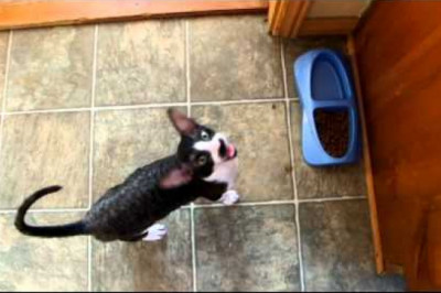 Зубодробительные звуки 