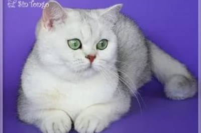 Любимая, желанная теща