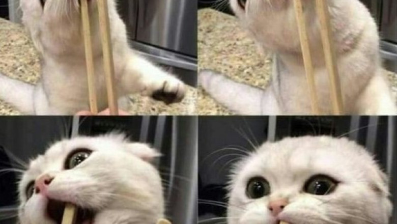 Забавные фотокадры 