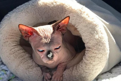 Злобный сфинкс 