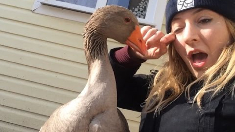 Гусь соскучился по девушке 