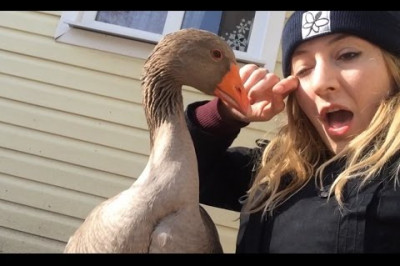 Гусь соскучился по девушке 