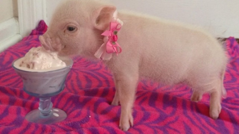 Завел домашнего питомца