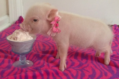 Завел домашнего питомца