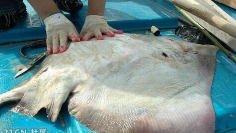 Чем питаются скаты ...