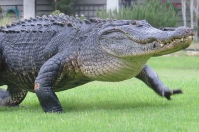 Крокодил на поле от гольфа 