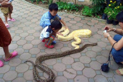 Забавные кадры из Таиланда 