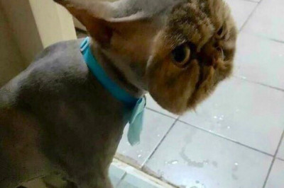 Кот решил отомстить своему хозяину