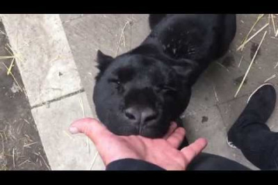 Любящий и опасный ягуар