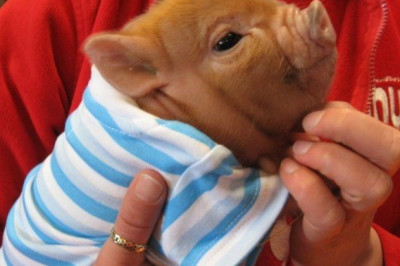 Самые странные домашние животные 