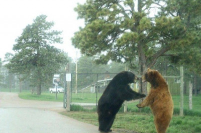 Эти смешные животные