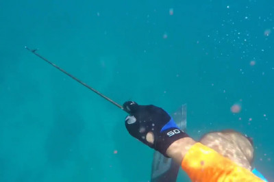 Нападение акулы 