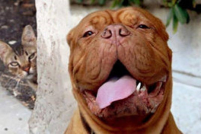 Коты, которые испортили фотографии