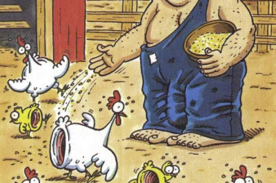 Курицы предпочитают не сопротивляться